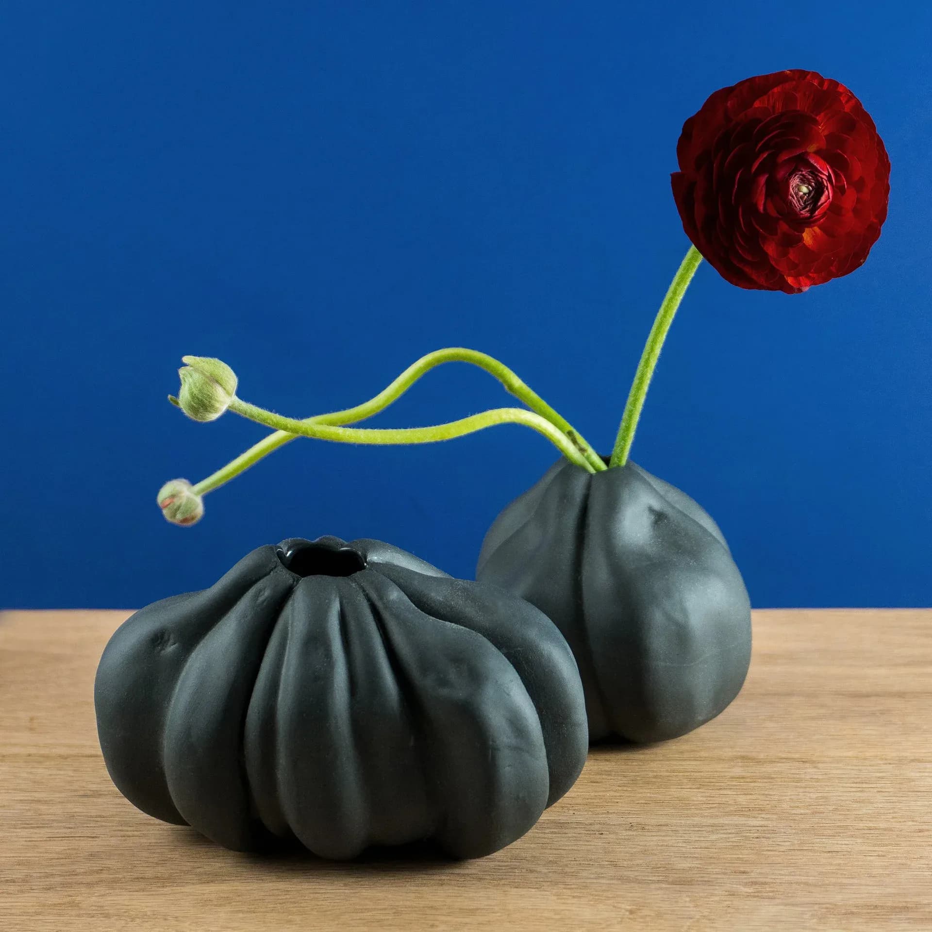 Two dark graphite ceramic tomato-shaped vases with red ranunculus flower on blue background