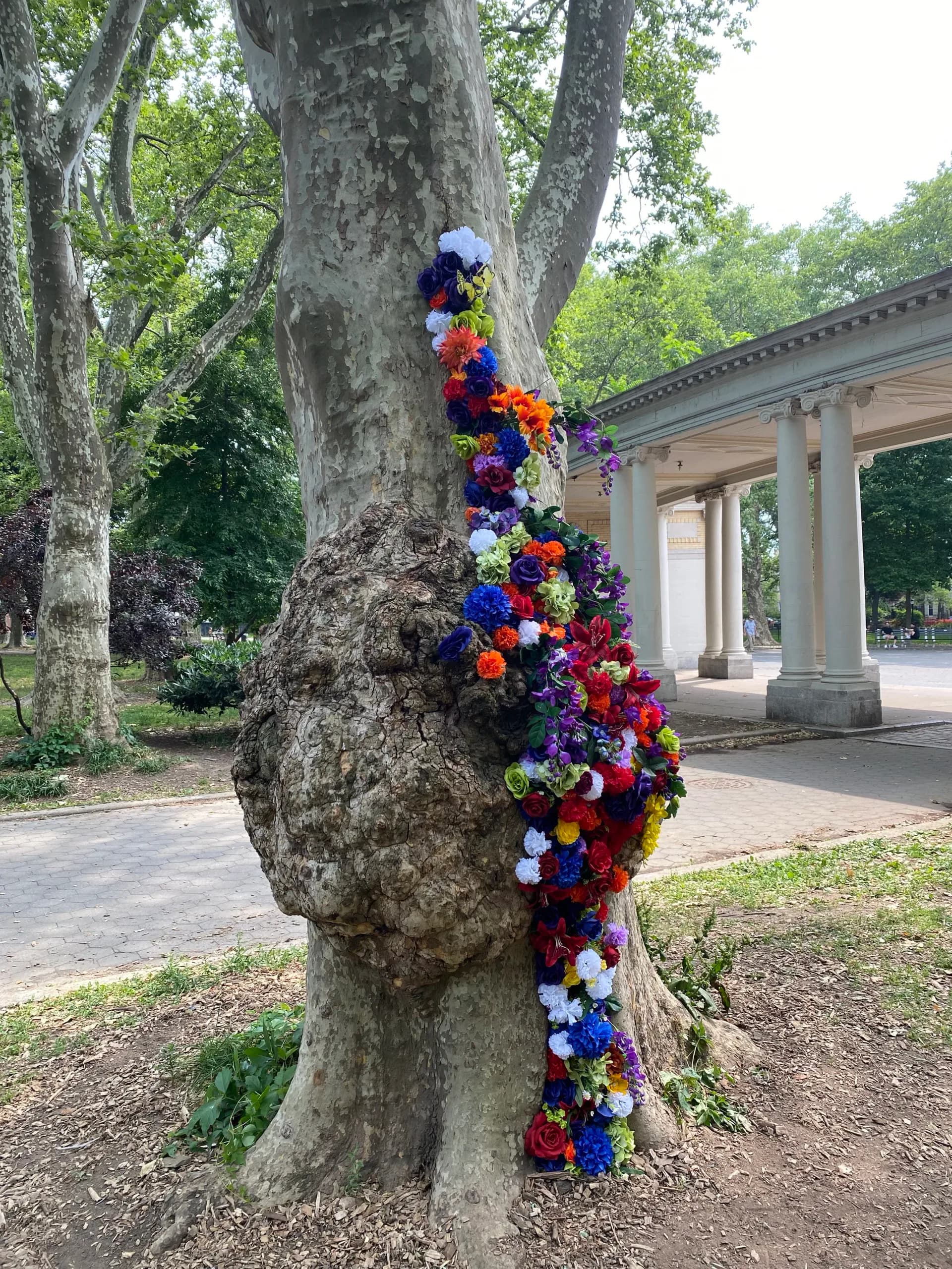 Full view of rainbow flower installation on a large sycamore tree with classical colonnade in background