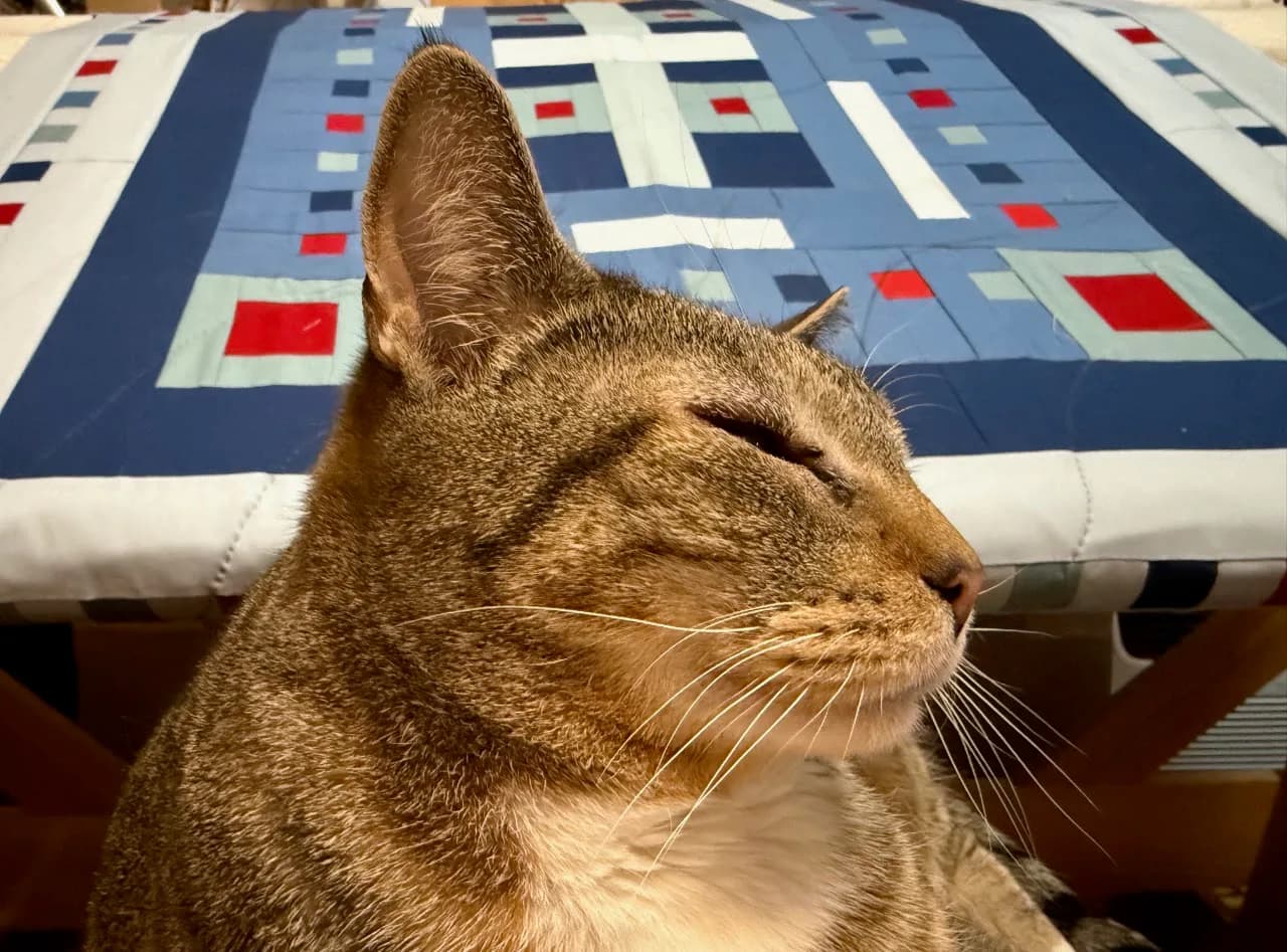 Photograph of tabby cat resting on patterned textile with geometric navy, red, and white design; mixed-media piece.