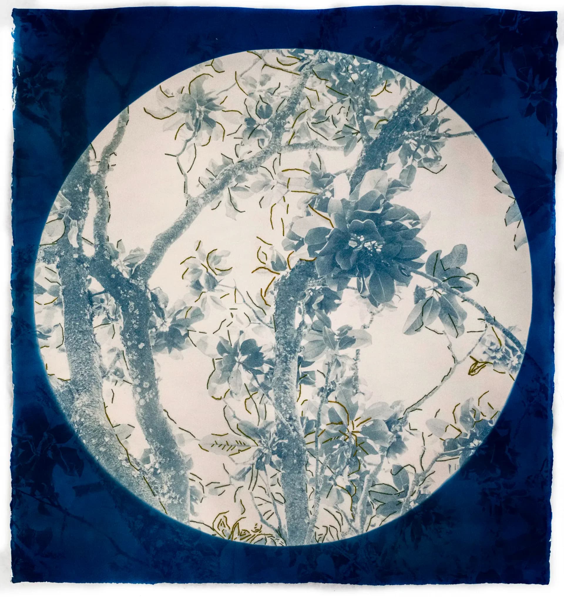 Circular cyanotype print of flowering tree branches with hand-drawn gold markings on blue ground
