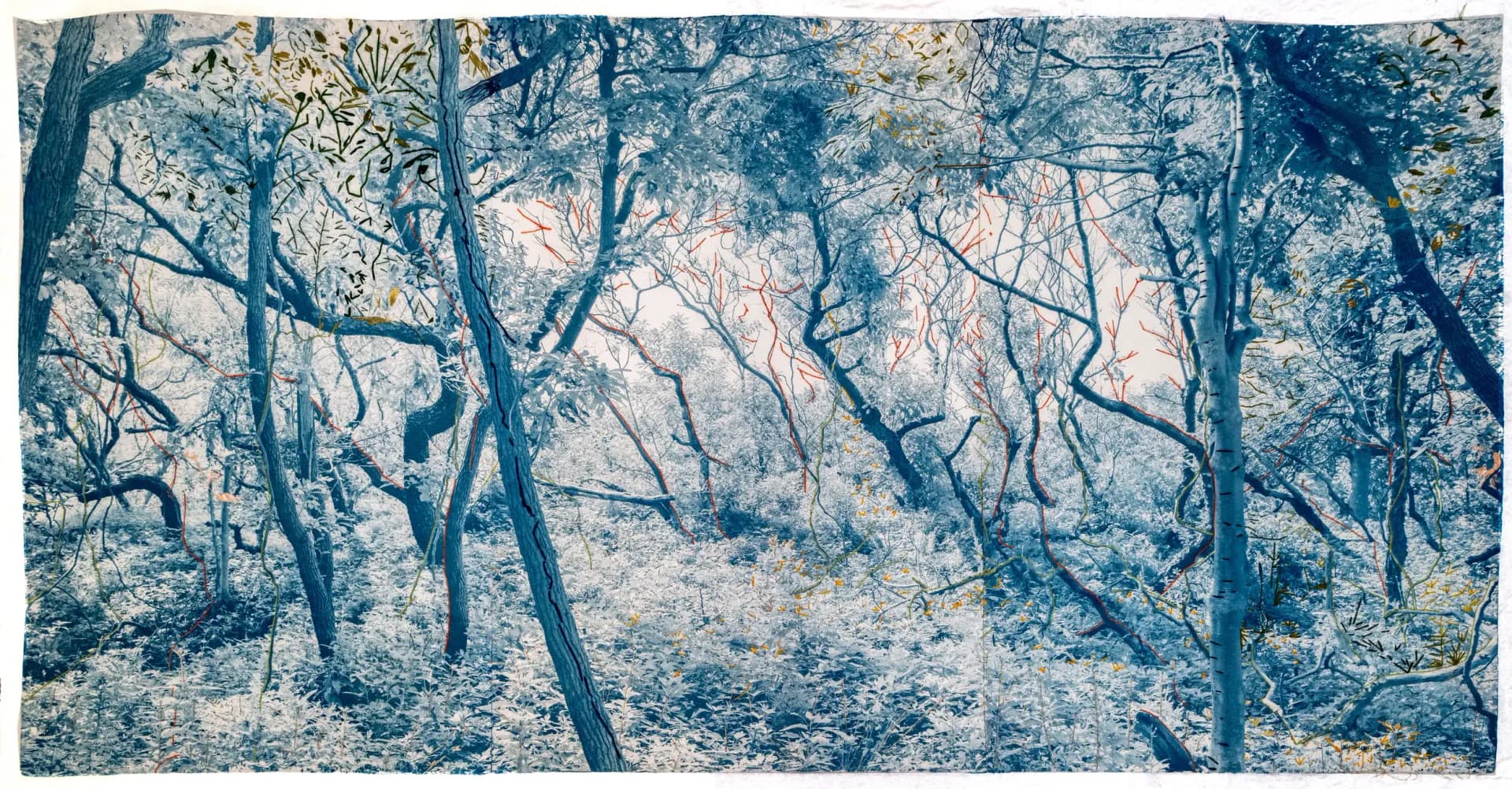 Large panoramic cyanotype of dense forest with red and gold hand-drawn lines woven through blue trees