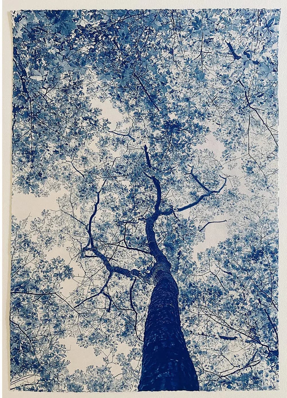 Upward-looking cyanotype of a tree canopy with intricate blue branches and foliage filling the frame