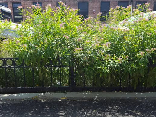 Tall native milkweed and green plants in an urban bioswale corridor with brick building behind