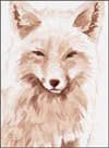 Fox Study 1 in ink, sepia-toned portrait of a fox