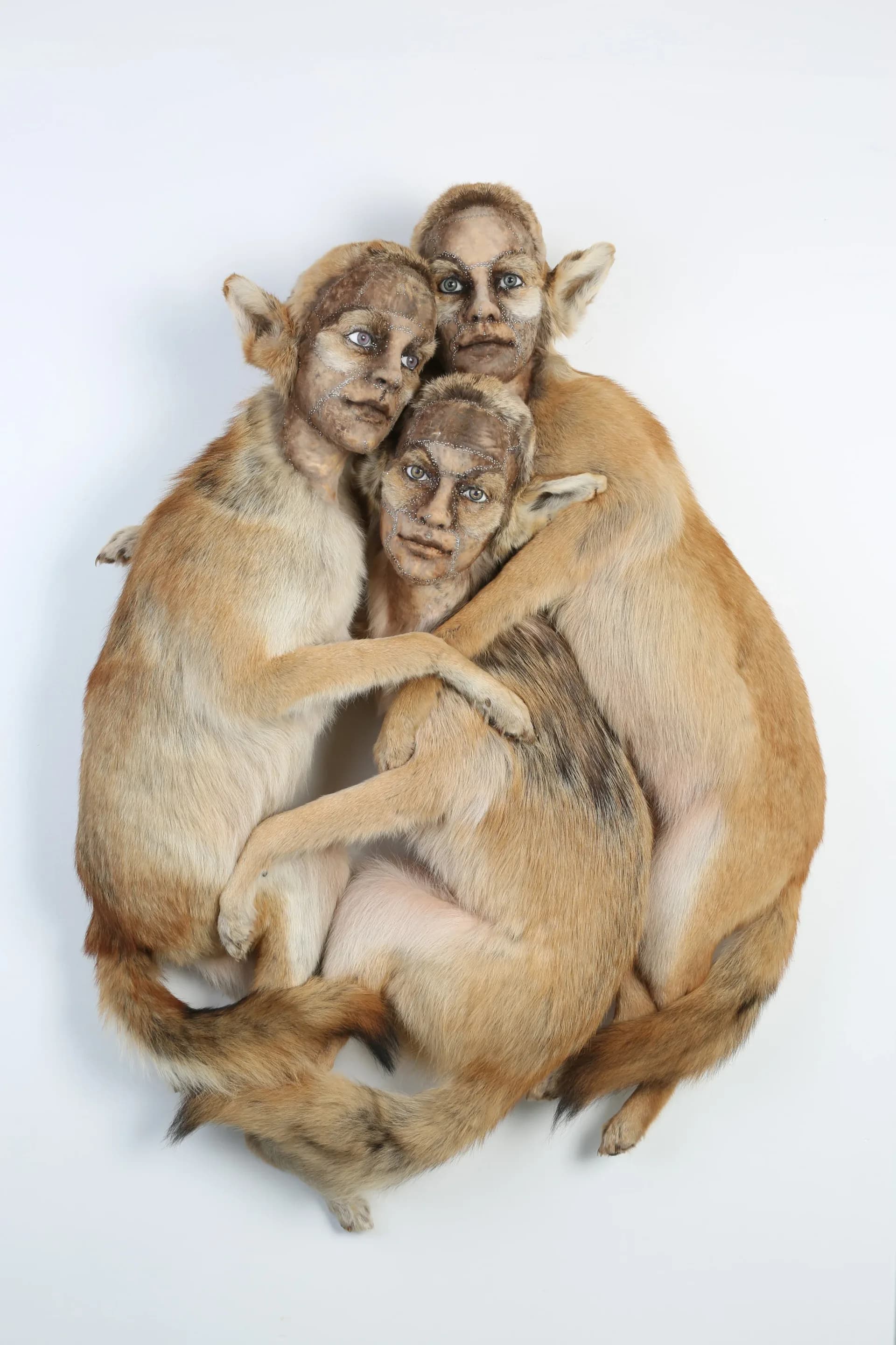 Three taxidermied primates with human faces clustered together, tan and brown fur, mounted against white background.