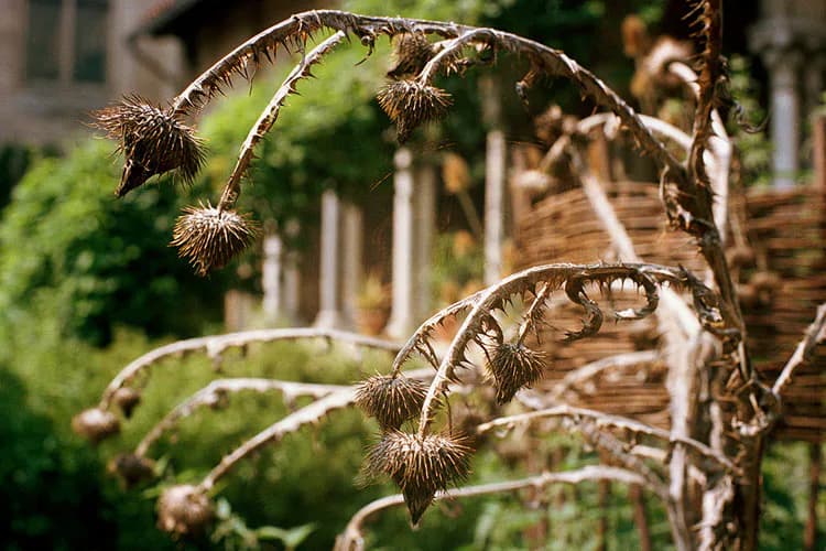 Close-up photograph of dried seedpods on curved stems with spiky burrs, backlit against blurred garden architecture.