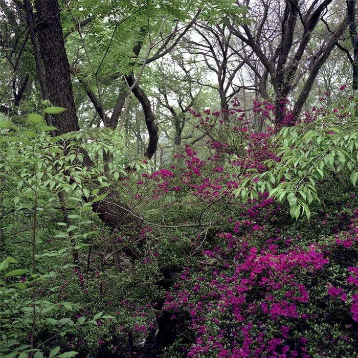 Bench in foreground with Mount St. Helens volcanic landscape behind