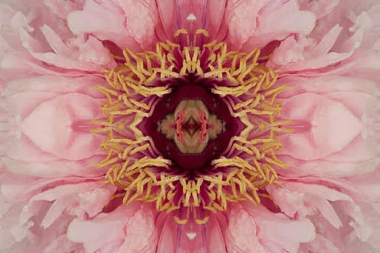Symmetrical photograph of a pink peony flower with golden yellow stamens, mirrored and repeated in a kaleidoscopic mandala pattern.