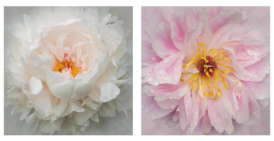 Two close-up photographs of peony flowers: left shows cream-colored petals with orange center; right displays pink petals with golden yellow stamens.