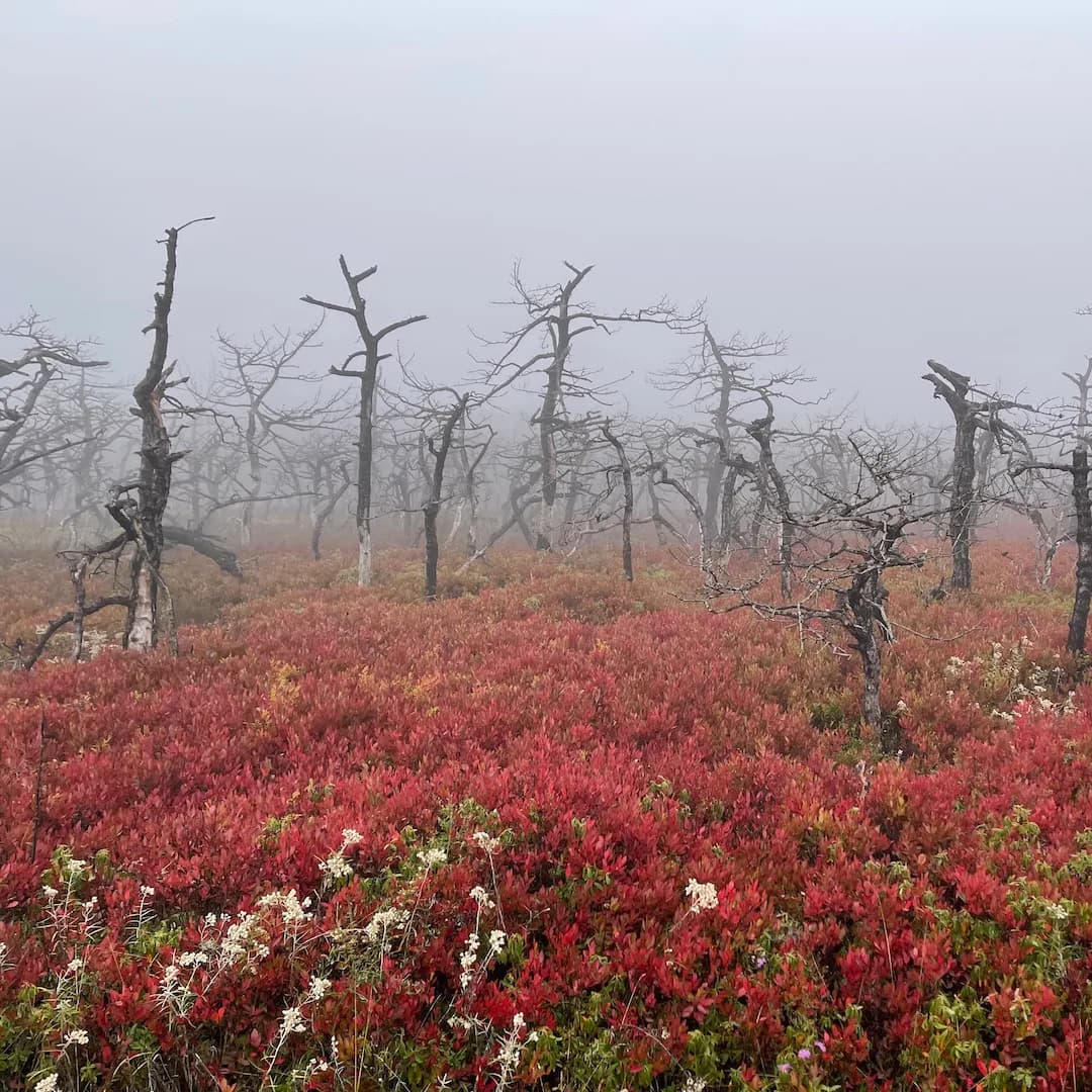 Artwork 02 by Silvia Marinache