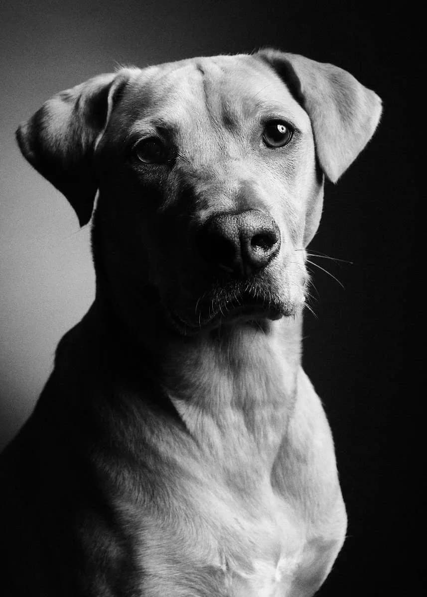 Hero artwork by Sit Stay Smile Photography