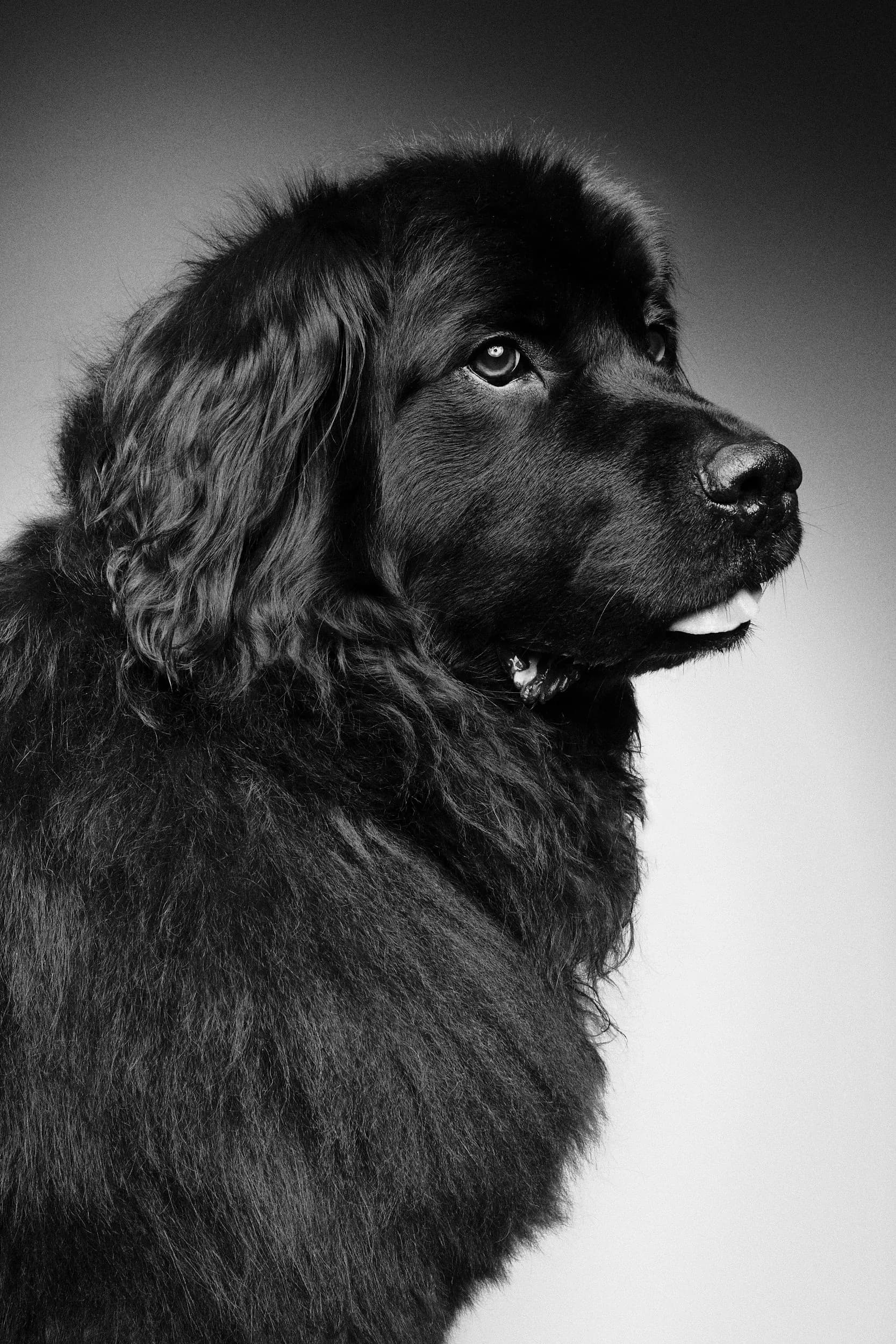 Black and white studio portrait of a Newfoundland dog in three-quarter profile