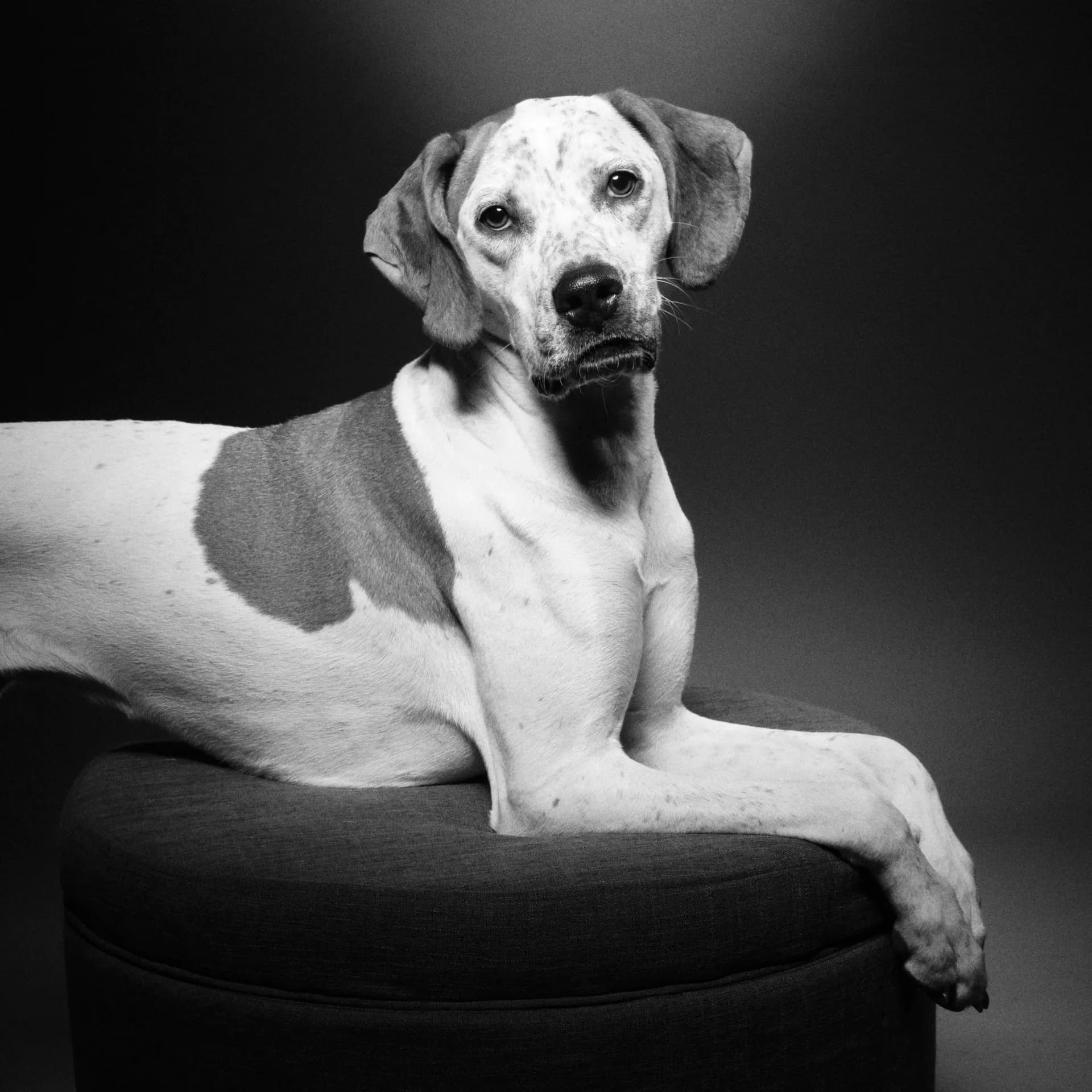 Black and white photograph of a light-colored dog lying on a black cylindrical cushion or platform, looking directly at camera.