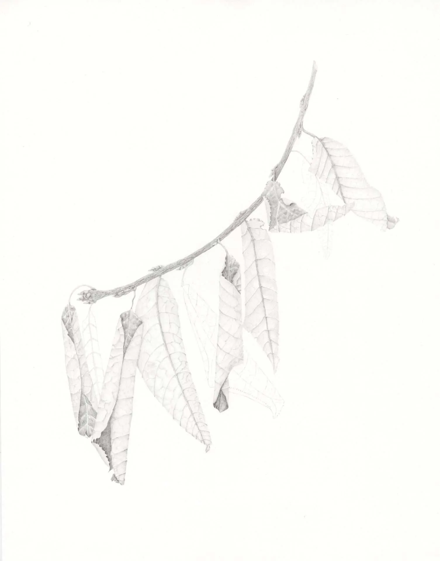 Pencil drawing of a branch with multiple elongated leaves showing detailed vein patterns and subtle shading.