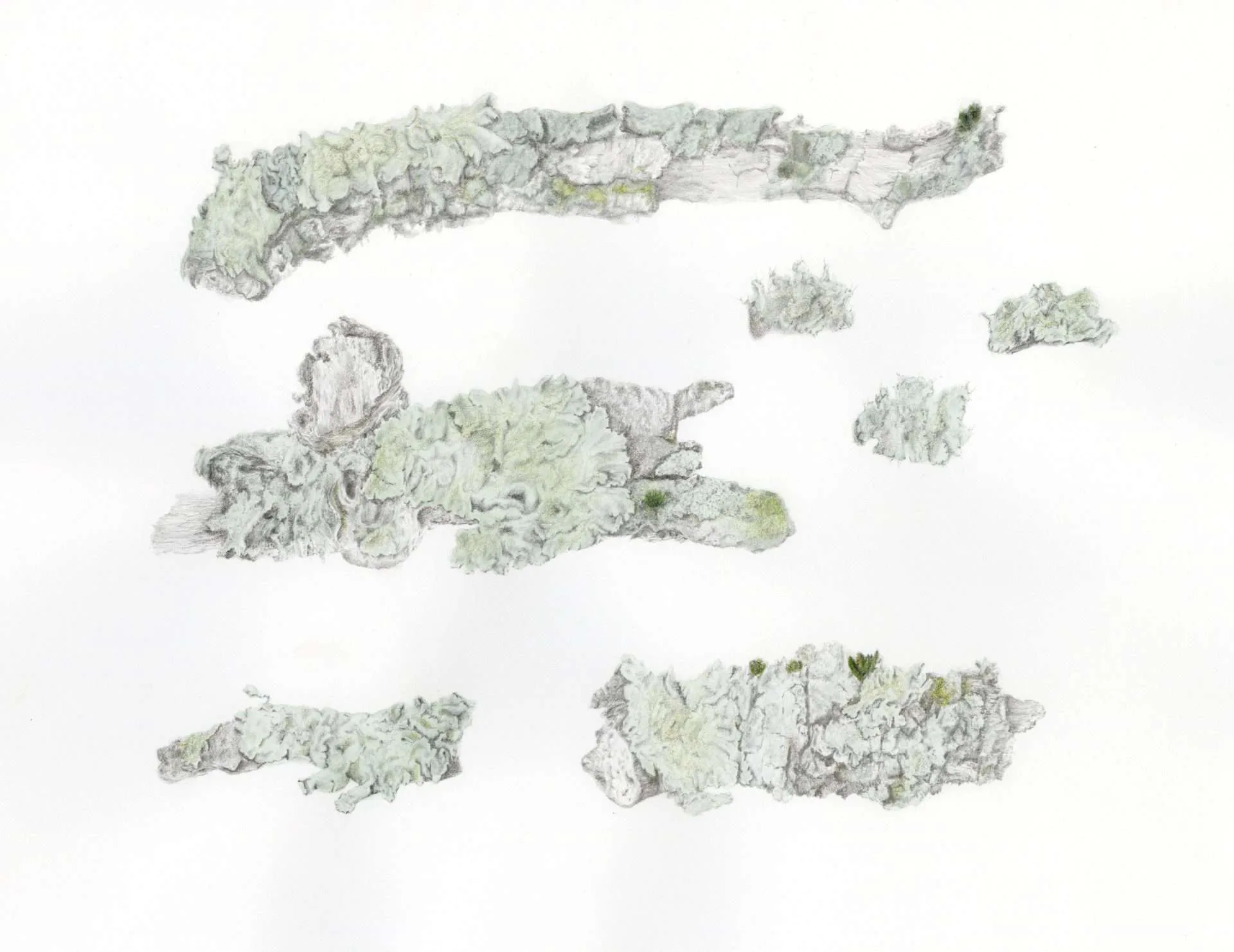 Mixed media study of lichen or organic growth patterns in gray and pale green tones, showing various textured forms and fragments.