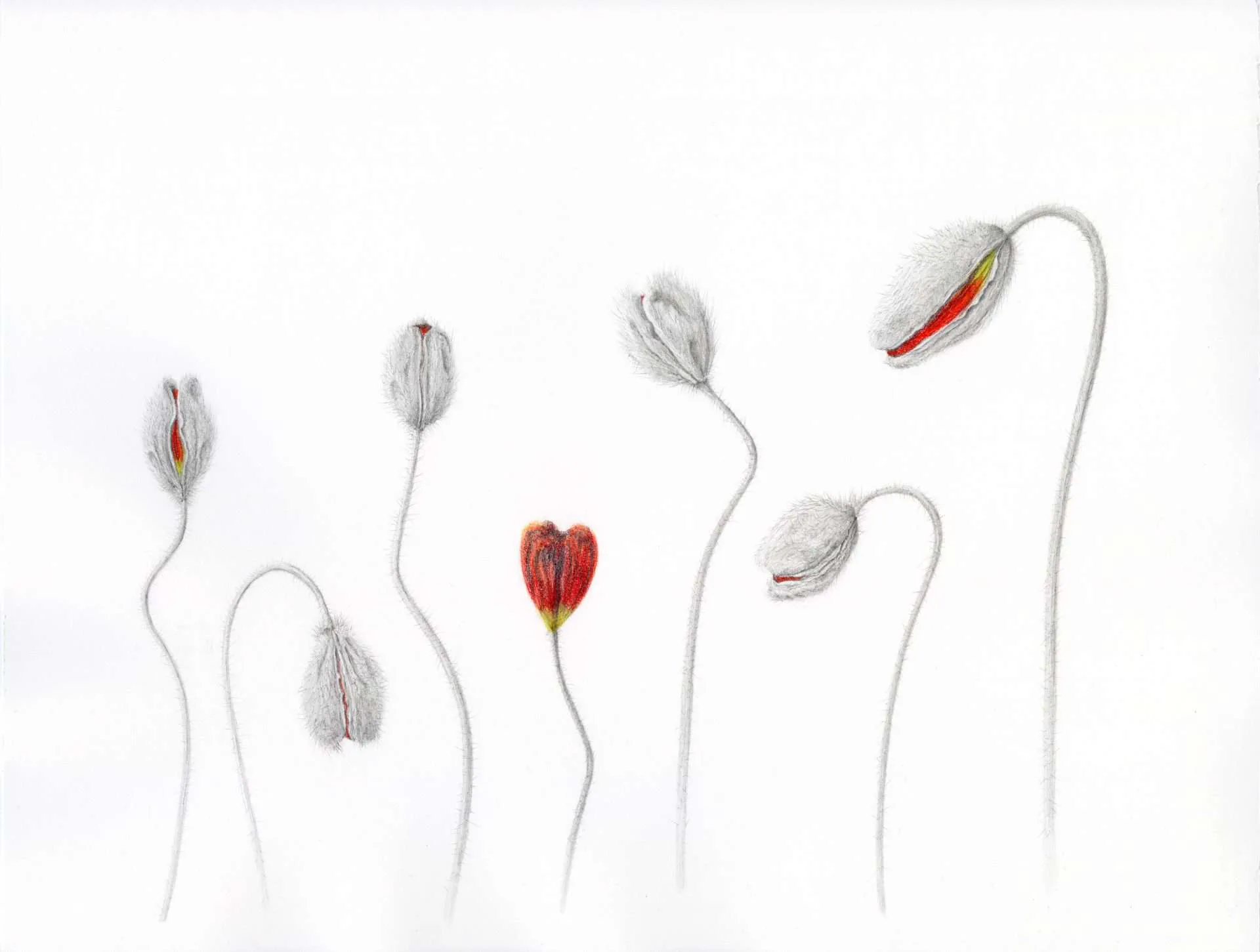 Detailed colored pencil drawing of seven seed pods on curved stems, with gray and white casings and red accents, arranged in a study format.