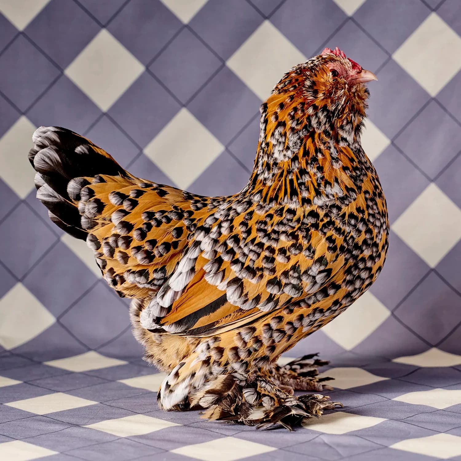 Belgian D'uccle Mille Fleur Bantam Hen against checkered background