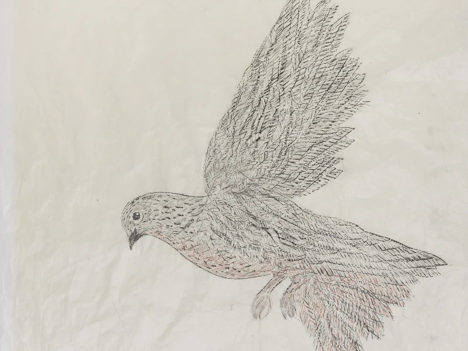 Detailed pencil drawing of a dove in flight with delicate linework depicting feathers, wings extended against white background.