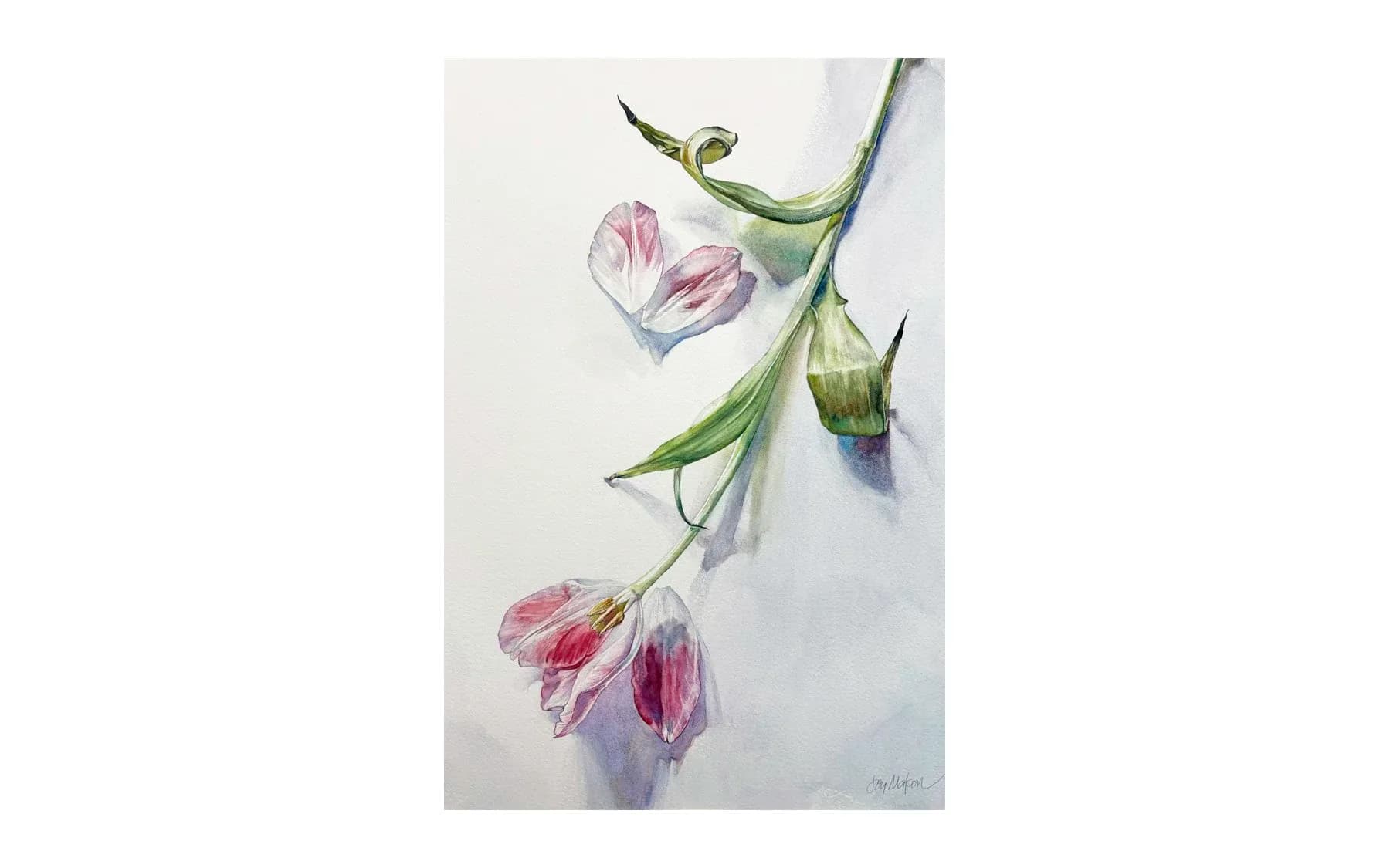 Watercolor botanical illustration of drooping pink and purple flowers with green stems on white paper.