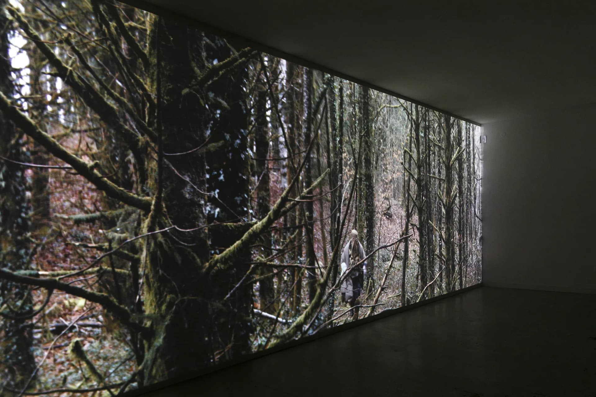 Projected video installation of bare winter forest branches and trees displayed on a gallery wall.