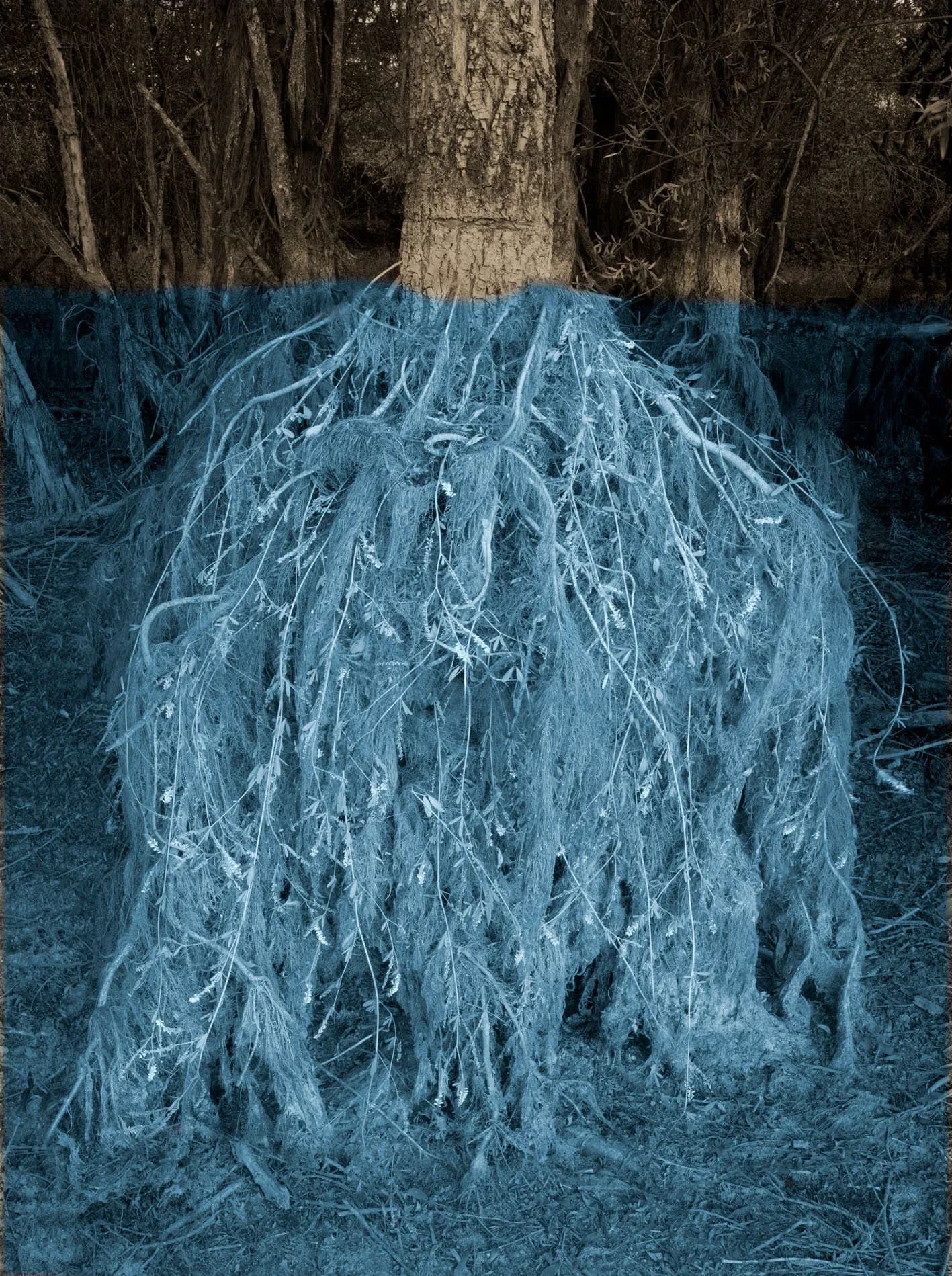 Tree roots rendered in pale blue tones against darker blue background, creating a ghostly, ethereal effect through digital manipulation.