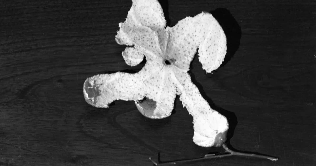 Abstract white textured form resembling organic petals or wings against black background, mixed-media sculpture or relief.