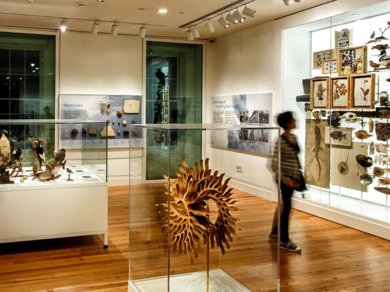 Gallery interior at Staten Island Institute of Arts and Sciences with glass cases, wall displays, wooden floors, and a golden sculptural object.
