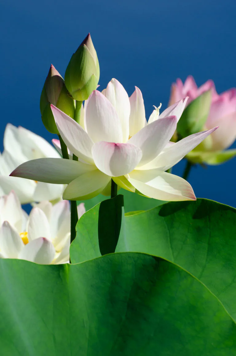 Close-up photograph of white lotus flowers with pink-tipped petals and green buds against a deep blue sky background.