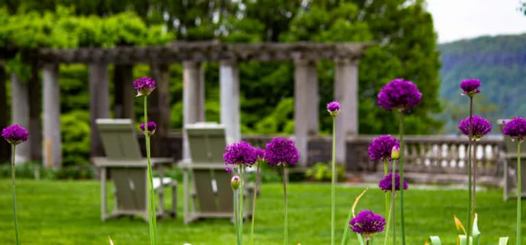 Purple allium flowers blooming in formal garden at Wave Hill with classical stone columns and benches visible in soft-focus background.